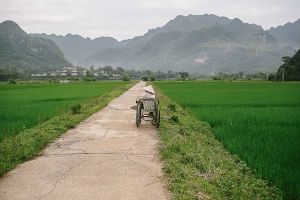 mai chau rice plant old woman asia south east vietnam stefano majno-c59.jpg